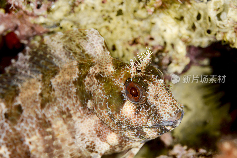 tompot blenny -高托金属伞形动物